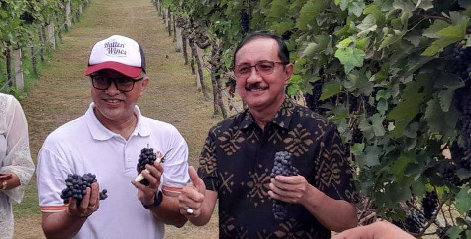 Festival Panen Meriah di Bali, Hatten Wines Luncurkan Anggur Edisi Terbatas ‘Chenin Blanc’