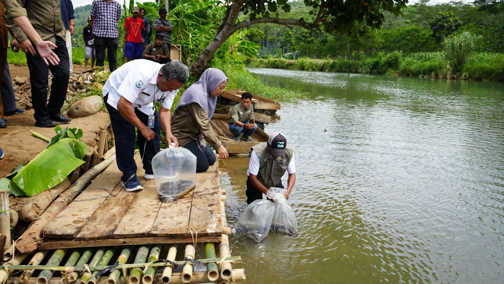 Sidat Hasil Proyek IFish Dilepasliarkan KKP Bersama FAO di Bendung Cijalu Cilacap