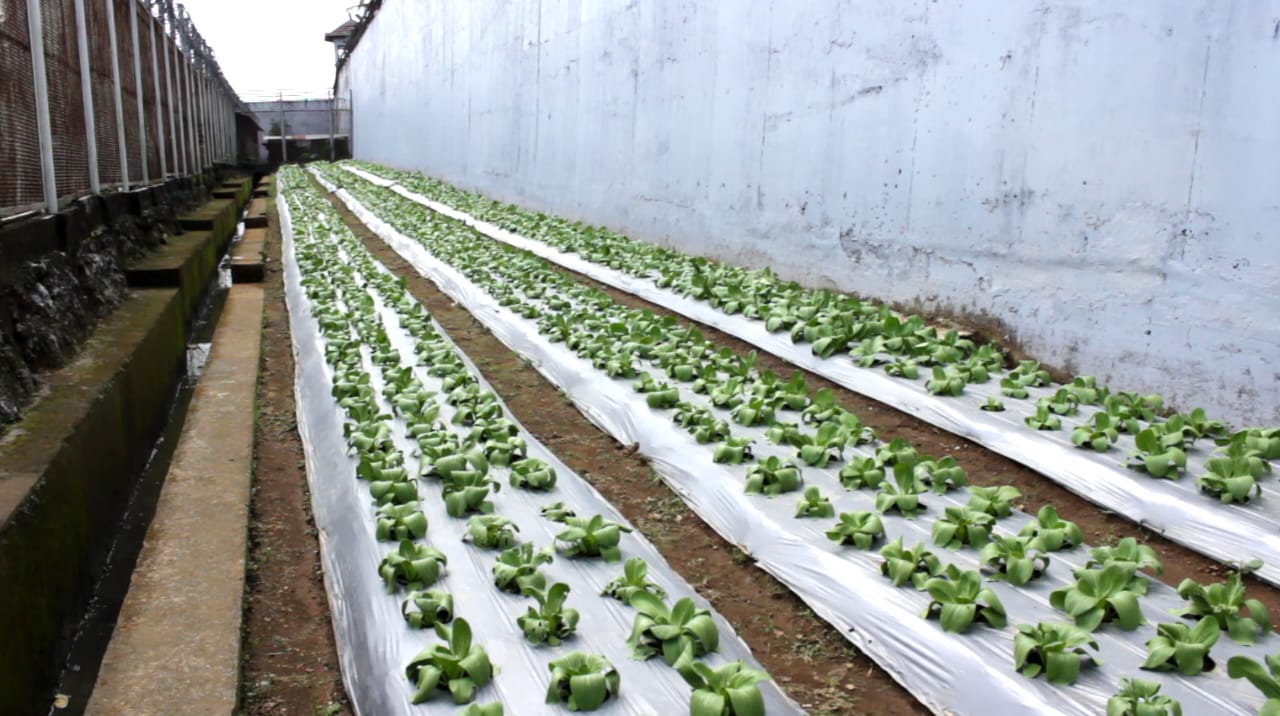 Lapas Narkotika Bangli Siap Berkontribusi dalam Ketahanan Pangan, Sukses Panen Sayur dan Produksi Tempe Setiap Hari