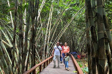 Desa Penglipuran Buka Hutan Bambu, Antisipasi Lonjakan Turis Libur Nataru 2024