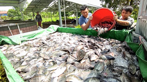 Tancap Gas Produksi Perikanan, KKP Salurkan Bantuan Benih & Calon Induk Ikan Berkualitas