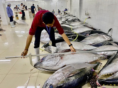 KKP Terus Perjuangkan Tata Kelola Tuna Sirip Biru Selatan Pada Sidang Komisi CCSBT