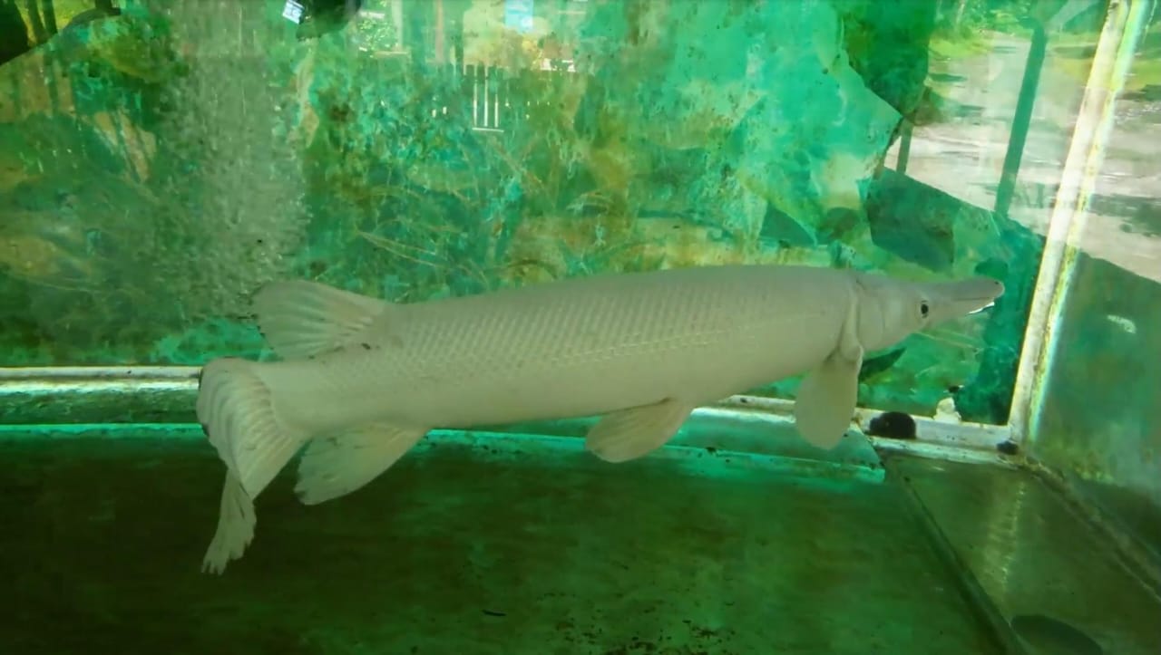 Ini Penjelasan KKP Tentang Larangan Memelihara Ikan Alligator Gar di Indonesia