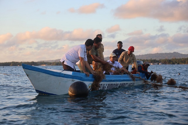 Modeling Budidaya Rumput Laut Inovasi Menteri Trenggono di Wakatobi Sukses Panen Raya