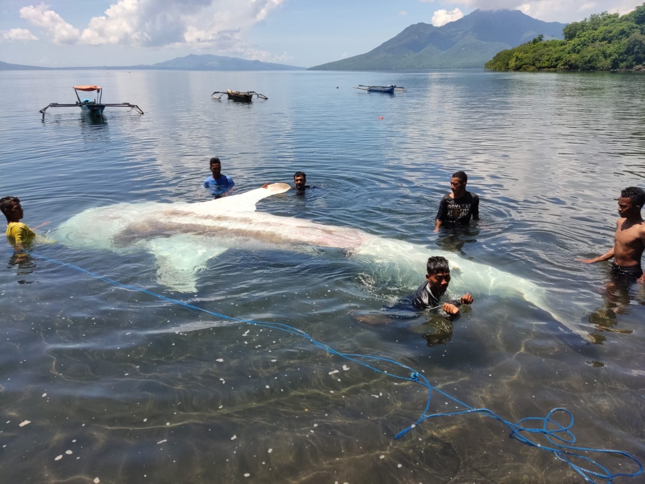 Hiu Paus Berukuran 7,4 Meter Mati Terjerat Pukat di Flores Timur