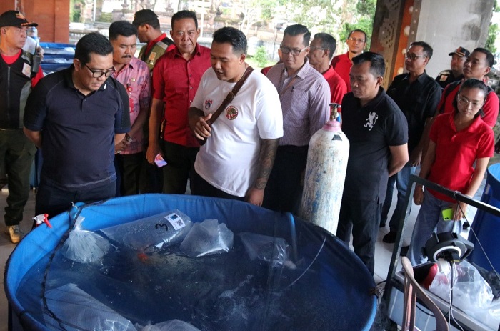 Bupati Sanjaya Harapkan Festival Ikan Koi Bisa Gerakkan Perekonomian Tabanan