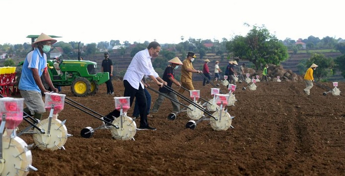 Presiden Jokowi Harapkan Kebutuhan Jagung Nasional Bisa Tercukupi