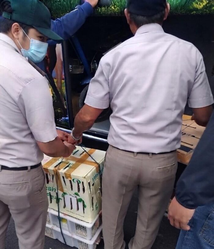 Kerdus dan Keranjang Buah di Bagasi Bus Jadi Modus Penyelundupan 284 Burung Ilegal di Bali