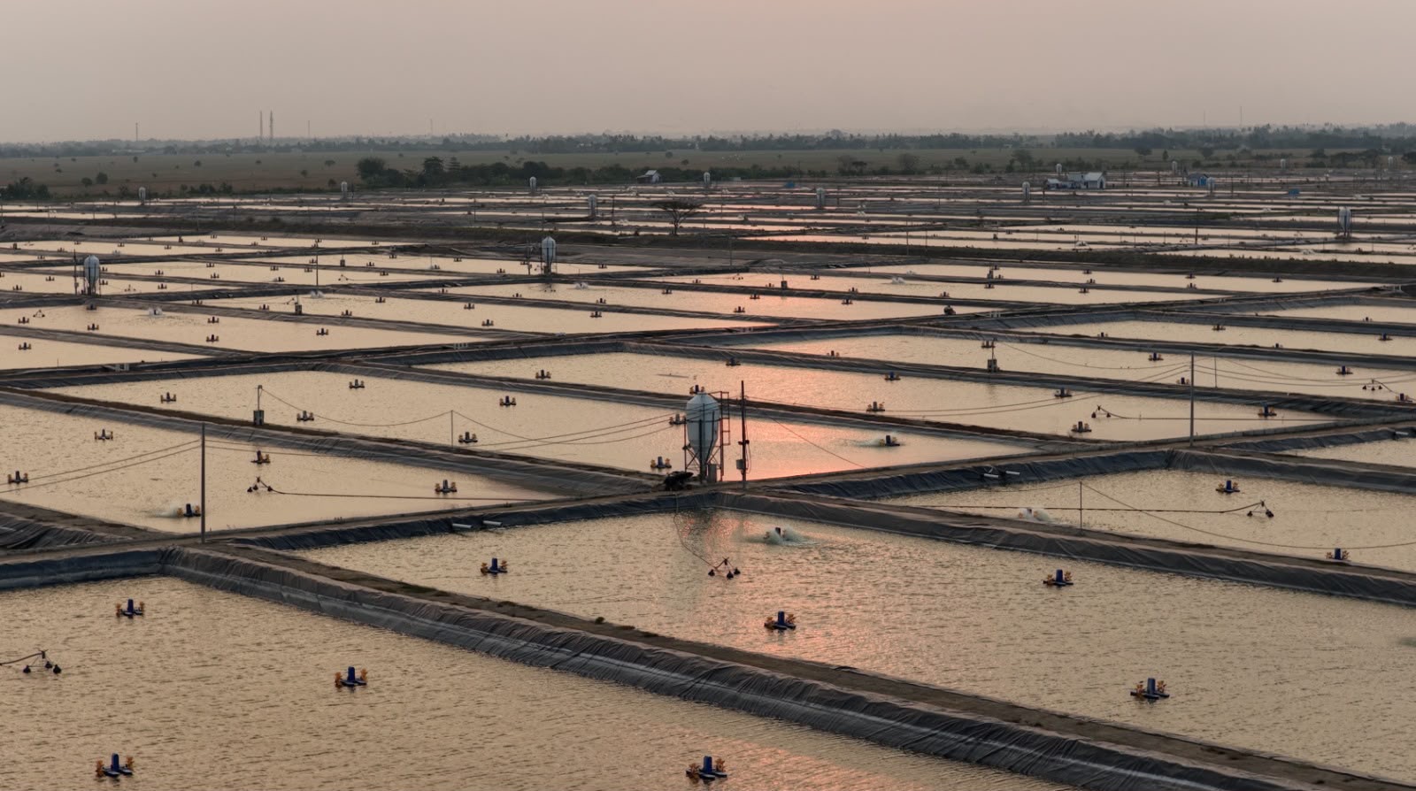 KKP Buka Peluang Kemitraan Budidaya Tilapia dan Rumput Laut untuk Investor Eropa