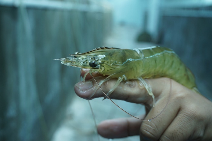 BPIU2K Karangasem Pastikan Pemenuhan Distribusi Induk Udang bagi Pembudidaya Tradisional