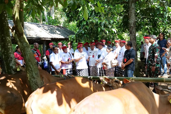 Bupati Sanjaya Angkat Potensi Peternakan Perkebunan dan Kerajinan Selemadeg di Bungan Desa ke-47