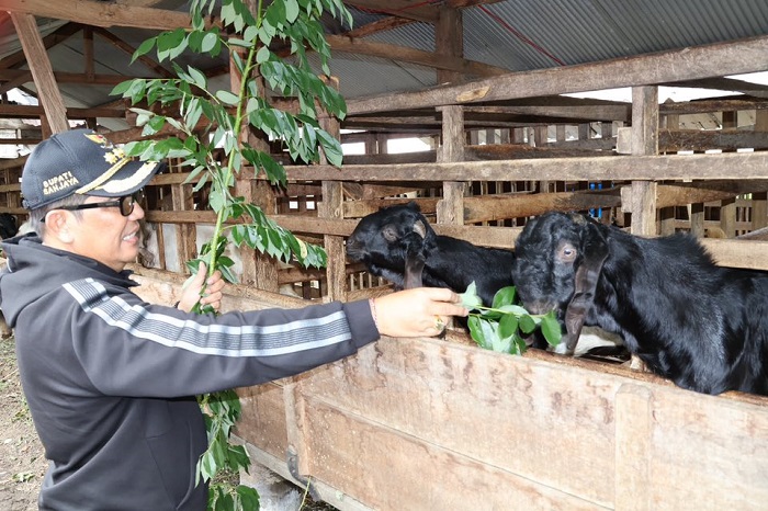 Mendobrak Pasar Global: Desa Pujungan, dari Inovasi Kopi Hingga Rajutan ‘Go International’