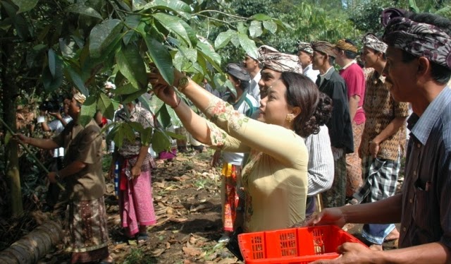 Mantap..Tabanan Produsen Manggis Terbesar Kedua RI
