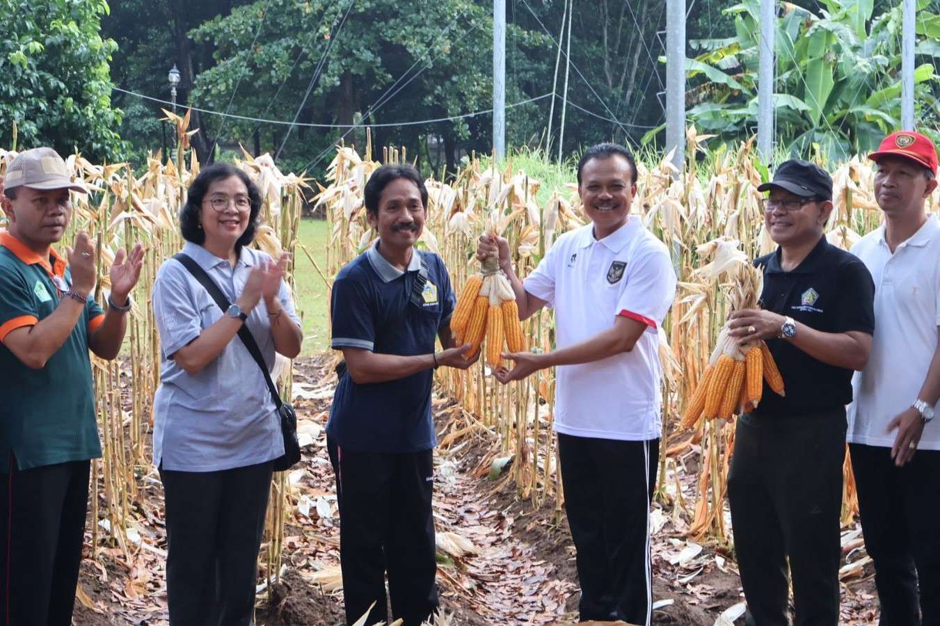 Kantor Gubernur Bali Ditanami Jagung, Sekda Dewa Made Indra Sampaikan Pesan Penting Ini