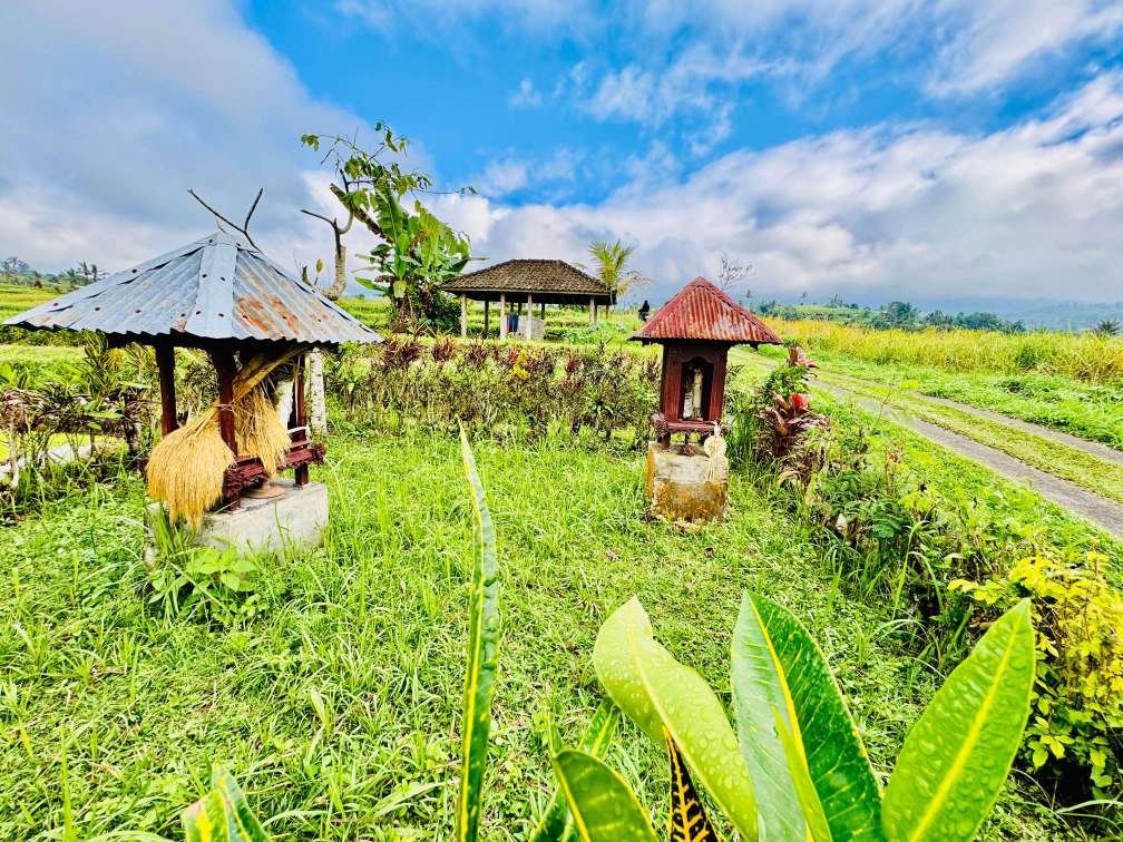 Tradisi ‘Duase’ Panen Padi Perdana di Jatiluwih Bermakna Simbolis dan Religius, Seperti Apa?