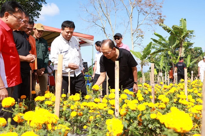 Gubernur Koster Populerkan Bunga Gemitir Bali Sudamala saat Panen Raya di Tabanan