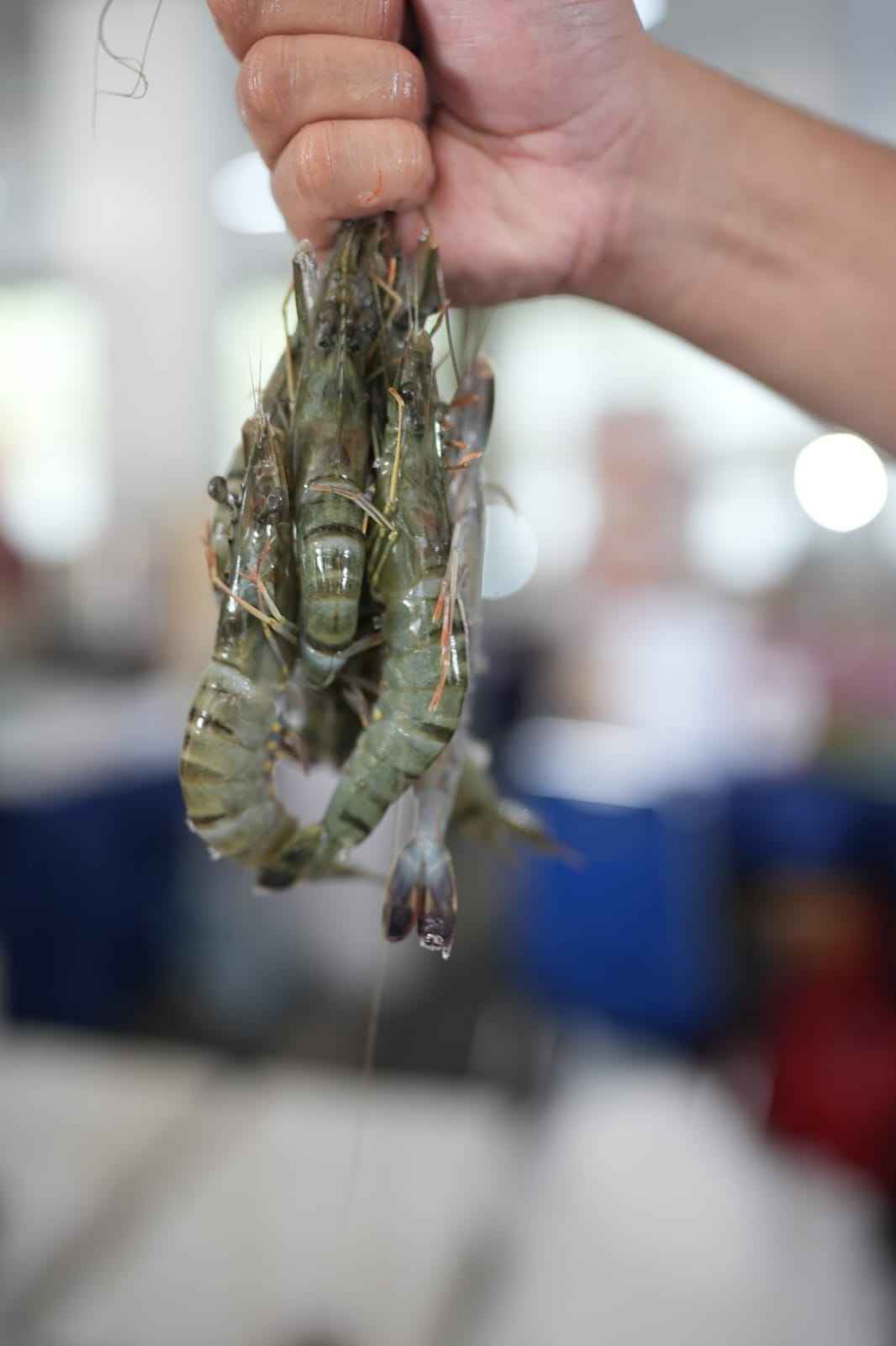 KKP Mendorong Inovasi Konsumsi Udang—Lezat, Praktis, Bernutrisi!