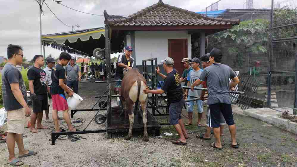 Sading Merajut Harmoni: Kebersamaan di Balik Semangat Kurban Idul Adha