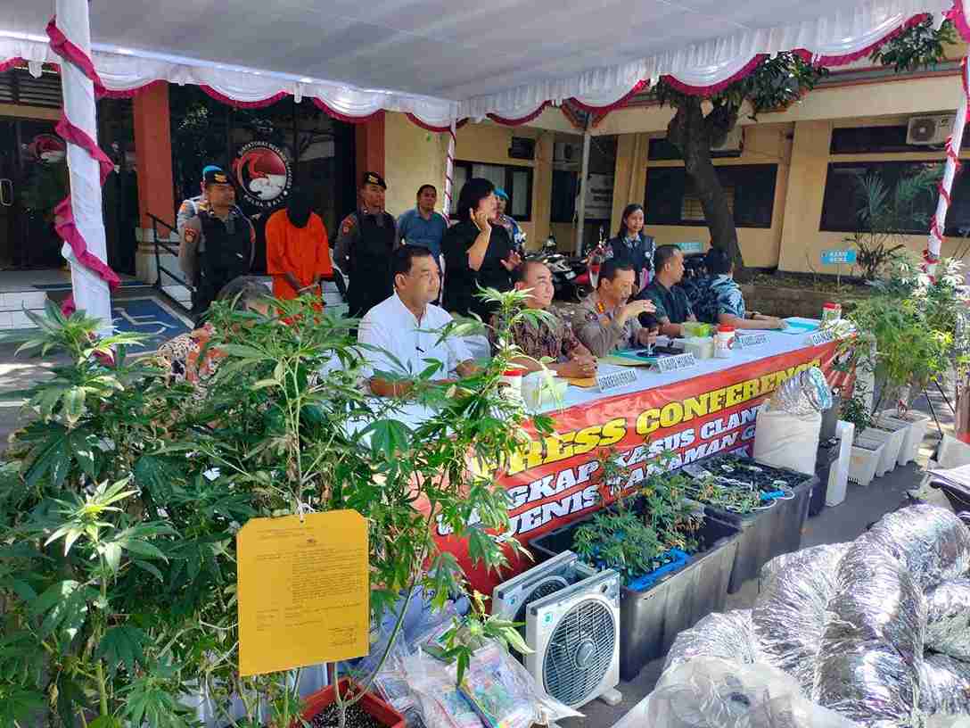 Ladang Ganja Hidroponik ‘Mewah’ Milik Dua WNA Dibongkar Polda Bali
