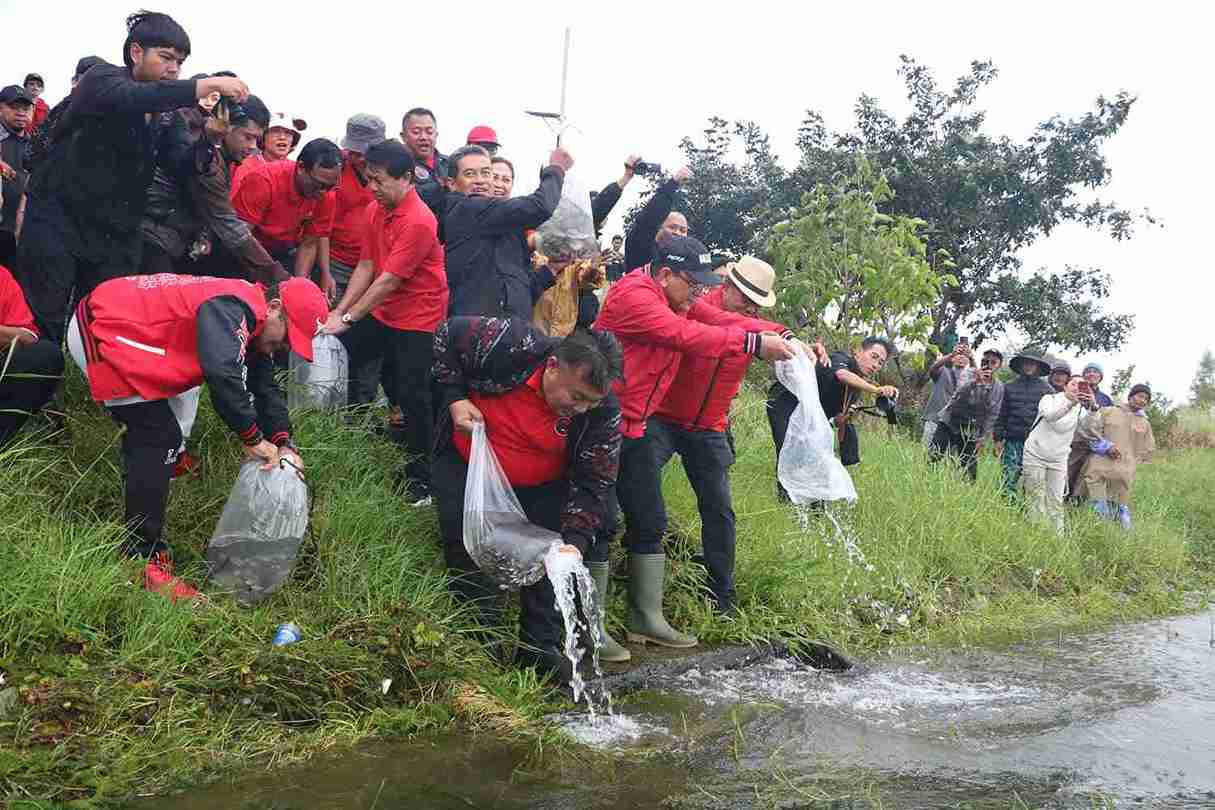 PDI Perjuangan Hijaukan Kawasan Danau Buyan di HUT Megawati ke-79
