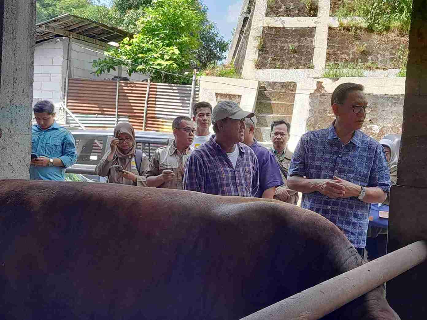 Pasar Kurban Jogja: Sapi Limosin Bali Paling Dicari, Madura Tak Kalah Laris