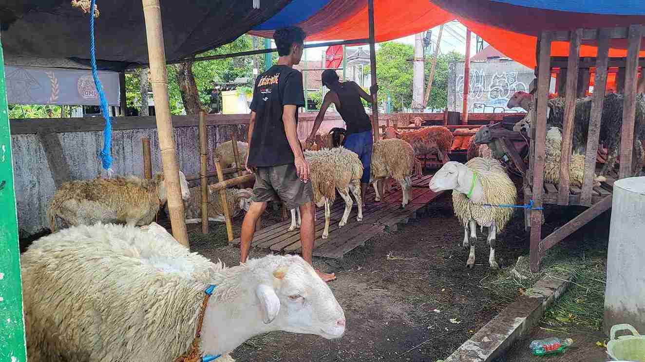 Jelang Iduladha 2026: Lapak Kurban Unik di Area Makam Jogja Mulai Buka, Ada Domba Texel Australia!