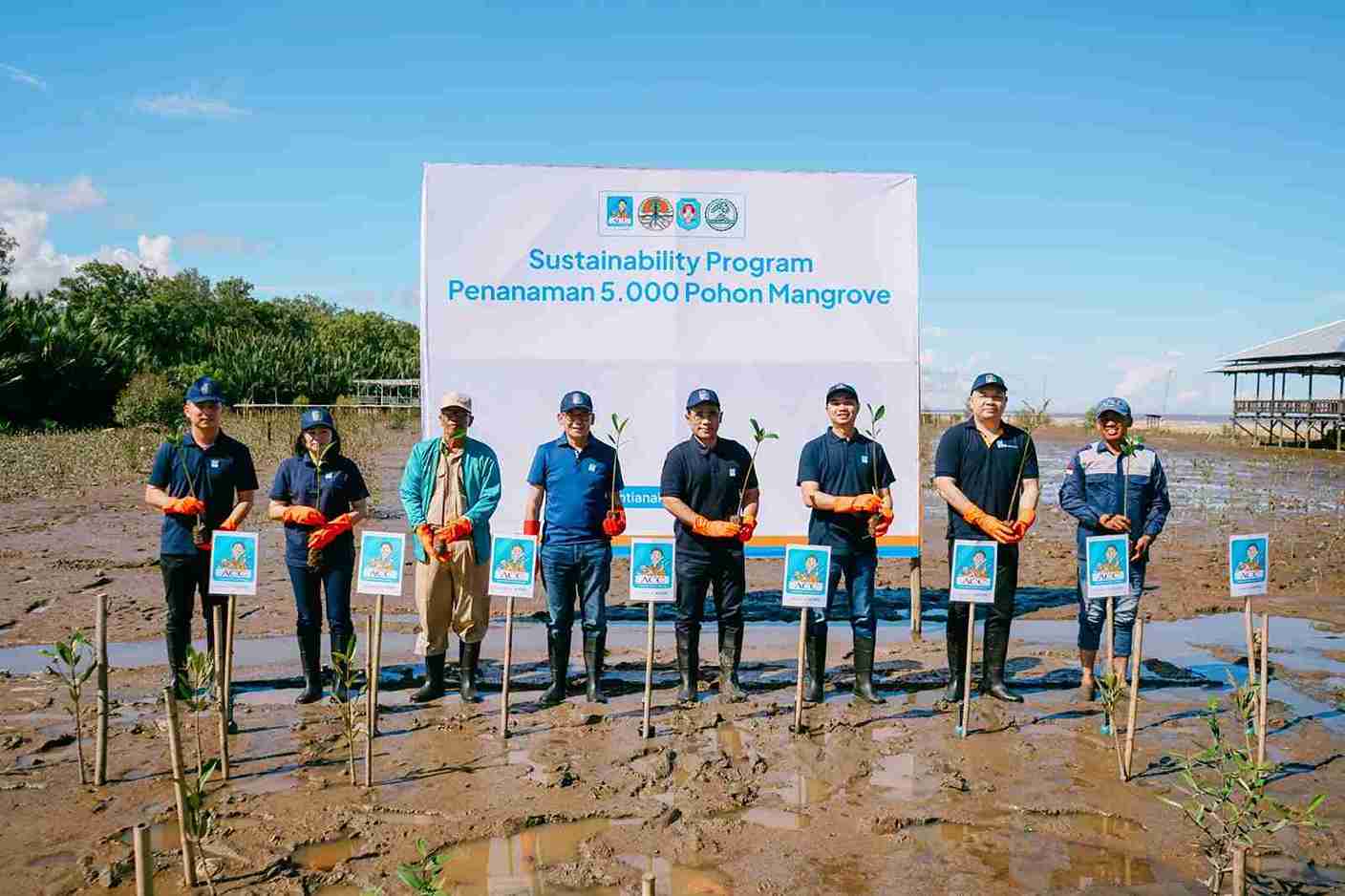 ACC Hijaukan Pesisir Pontianak Lewat Aksi Tanam 5.000 Mangrove