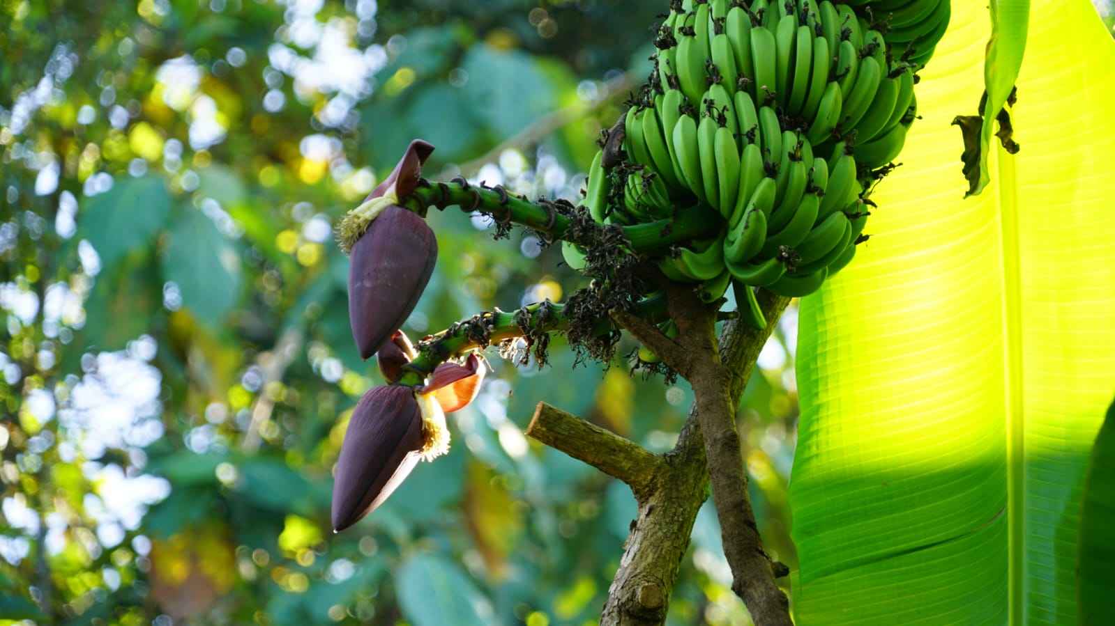 Kisah Pisang Unik dari Gunungkidul: Satu Pohon Empat Tandan, Kebal Virus, hingga Dilirik Bupati