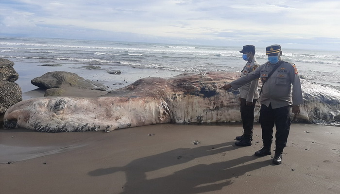 Ikan Paus yang Terdampar di Tabanan Akhirnya Dikubur