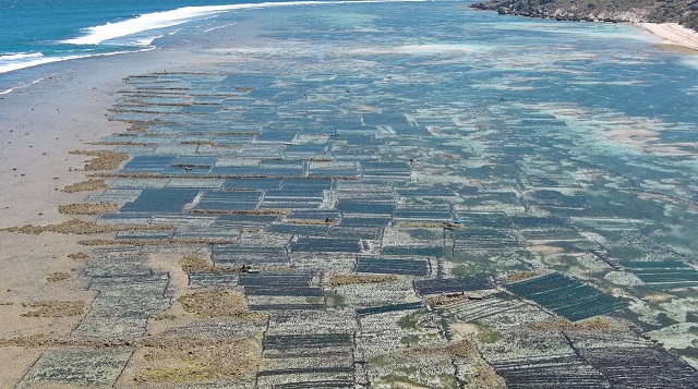 KKP Pacu Produktivitas Budidaya Rumput Laut di Pulau Terluar