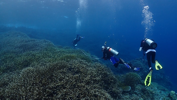 Fenomena Pemutihan Karang di Kawasan Konservasi, KKP Waspadai Potensi Kenaikan Suhu Air Laut