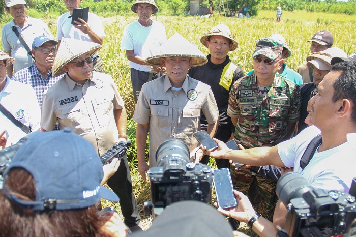 Panen Raya dan Penyerapan Gabah di Badung: Langkah Nyata Agrinas Dukung Ketahanan Pangan