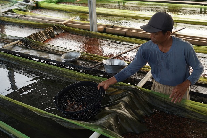 Perpres No 6 Tahun 2025: Kepastian Pupuk Bersubsidi untuk Pembudidaya Ikan