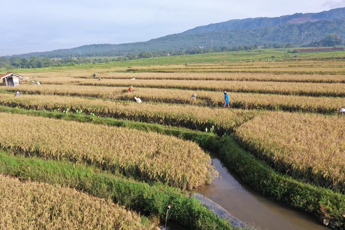 Petani Banyumas Sukses Kombinasikan Konsep Bertanam Padi dan Budidaya Nila