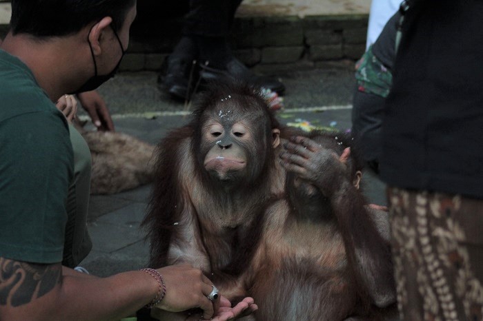 Rasa Sayang terhadap Satwa, Bali Safari Park Gelar Persembahyangan Tumpek Kandang