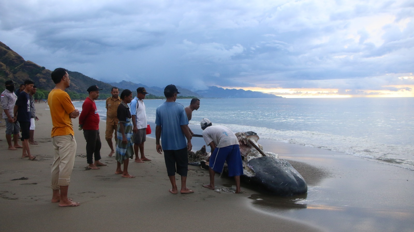 Paus Jenis ‘Physetermacrocephalus’ Terdampar di Perbatasan Indonesia Timor Leste