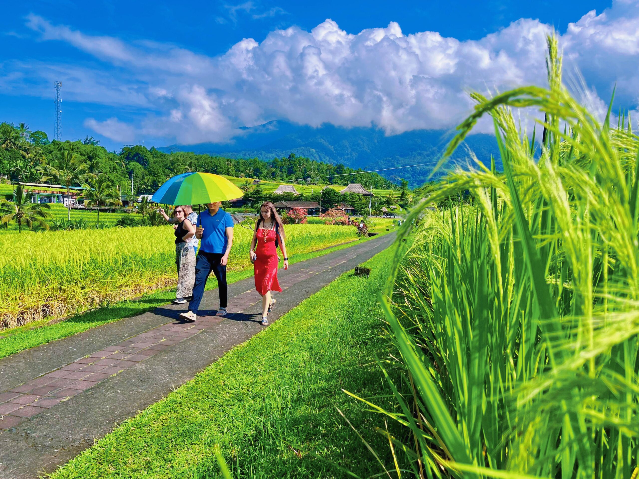 Desa Jatiluwih Akan Gelar Festival VI Dengan Tema Growth with Nature