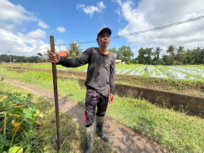 Harum Bunga Pacah di Tengah Tantangan Cuaca: Berkat KUR BRI, Petani Badung Tetap Semringah