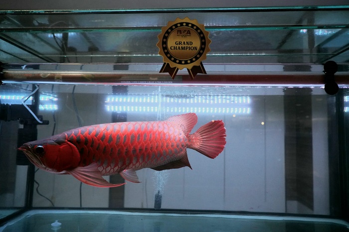 KKP Nobatkam Ikan Arwana dari Bandung sebagai Grand Champion 2022