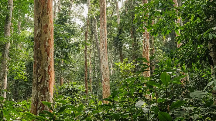 Hutan Jadi Akar Pemulihan Global hingga Kurangi Perubahan Iklim