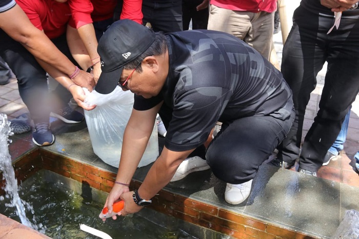 Wujud Syukur, Ikan Langka Ditebar Hiasi Kolam Kantor Bupati Tabanan